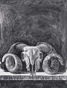 Sheep Skull, from Jura Island, Scotland, charcoal, 30" x 24", 2007